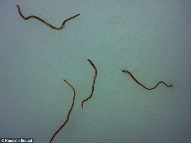 Milhares de vermes vivos estão  literalmente  caindo do céu em diversas regiões da Noruega