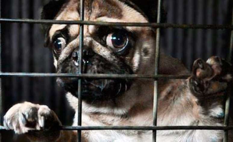 Proposta prevê pena de detenção de um a três anos para quem matar cão ou gato