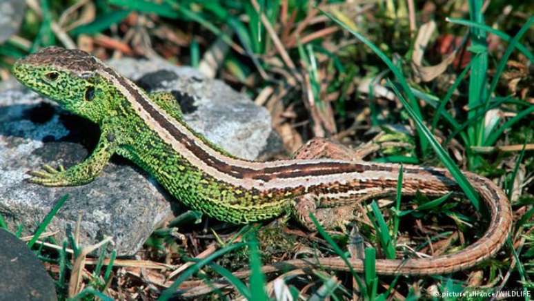 Lagartos de areia são criaturas sensíveis