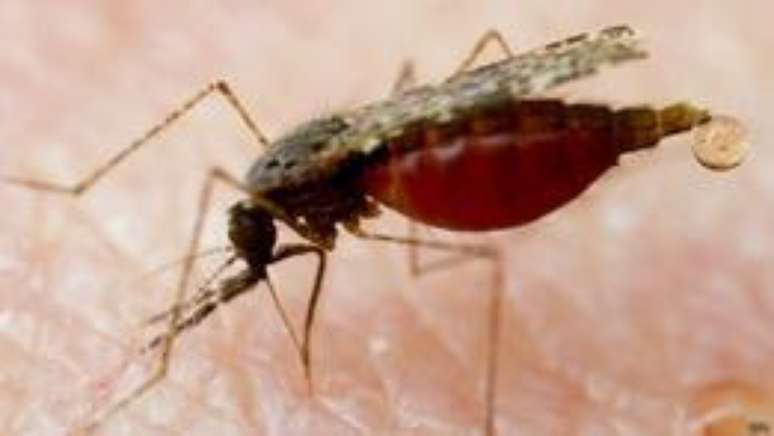 Pesquisadores buscam uma vacina contra a malária, transmitida pela picada do mosquito, há 20 anos
