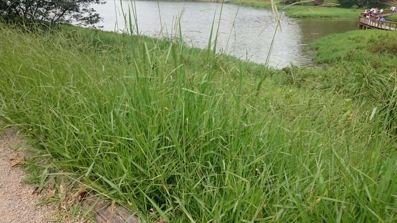 Leitor afirmou que a altura do mato prejudica os usu&aacute;rios do parque