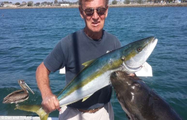 Americano é atacado por leão-marinho ao tirar foto com peixe