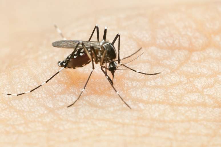 Em áreas urbanas, o principal vetor do vírus Zika é o Aedes aegypti