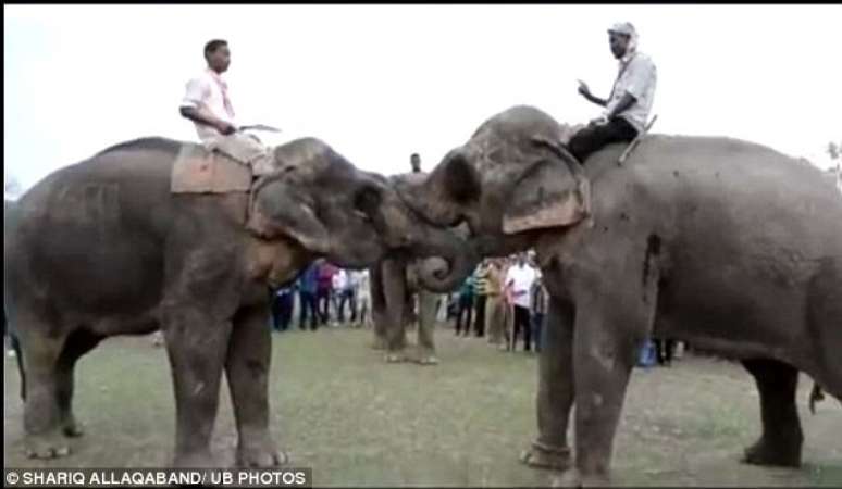 Os elefantes batem suas cabeças e corpos na frente da multidão que grita animada na arena