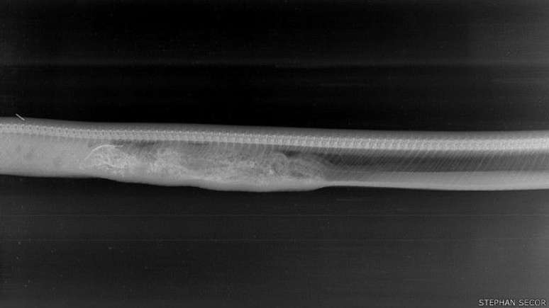 Durante quase todo o período de digestão, a cobra fica praticamente imóvel