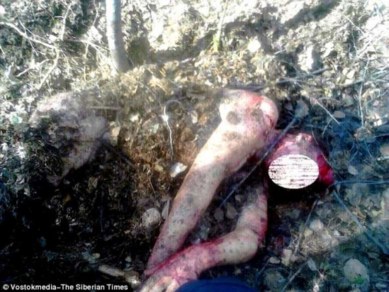 Mulher russa é atacada e enterrada por ursa, mas sobrevive 