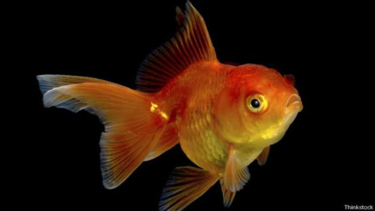 Cientistas estimam que peixinho dourado consiga manter a atenção por nove segundos; pesquisadores afirmam que nossa atenção hoje é mantida por oito