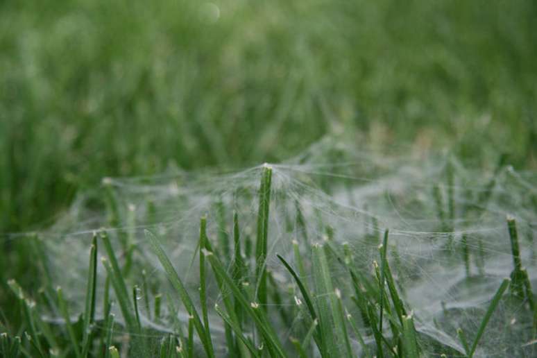Australianos reclamam sobre “chuva de aranha” de 10 minutos