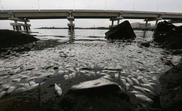 Peixes mortos na Ba&iacute;a da Guanabara por causa da polui&ccedil;&atilde;o