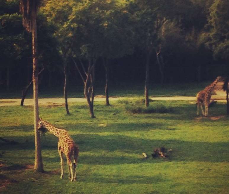 A "típica" cena matinal: acordar, café na mão e se deparar com duas simpáticas girafas