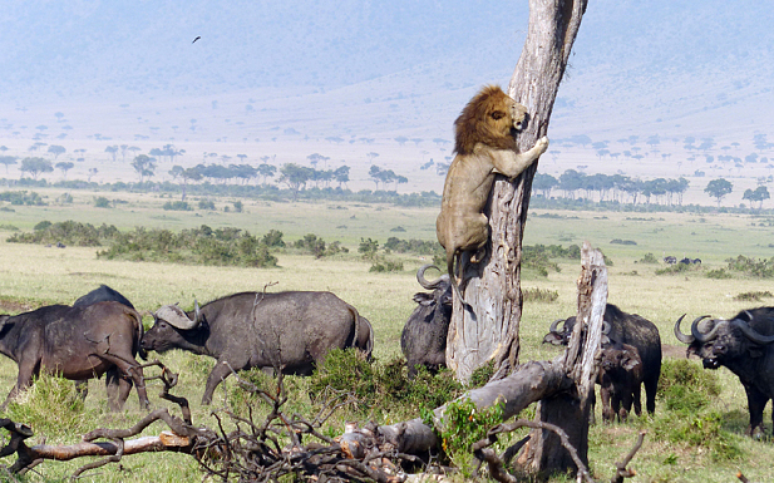 Imagem rara tirada no parque de reserva de Maasai Mara, no Quênia: leão escala uma árvore alta para fugir de uma manada