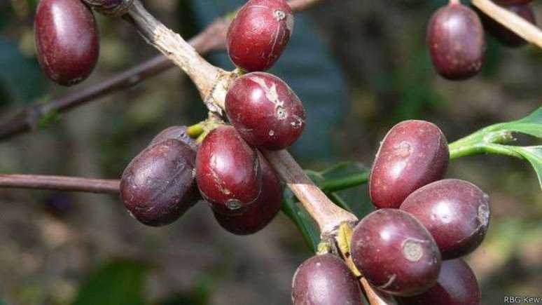 Café pronto para a colheita; cultivo de variedade mais popular está ameaçado por mudanças climáticas