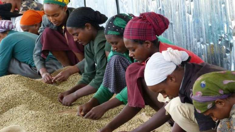 Levado para colônias, café é produzido em climas tropicais