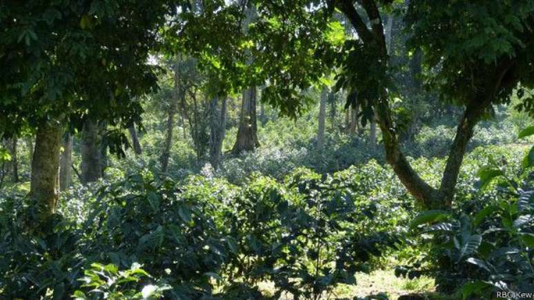 Cultivo de café na Etiópia, onde surgiu a popular espécie arábica