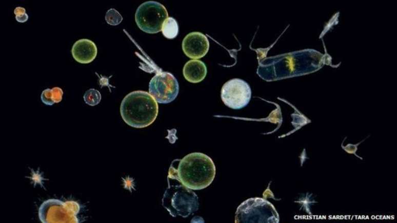 O que você sabe sobre o plâncton?