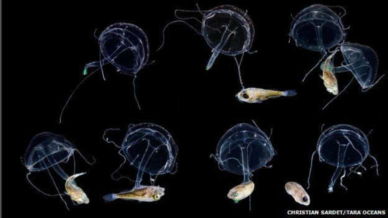 Os organismos planctônicos incluem até estas diminutas águas-vivas e peixes encontrados nos oceanos