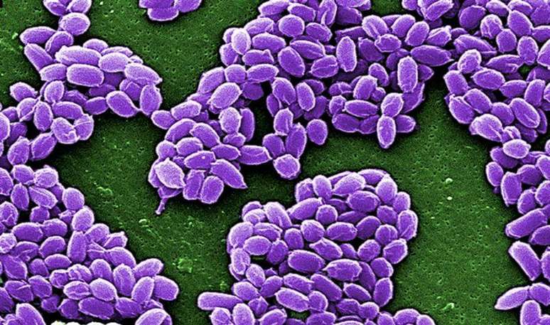 Esporos da variedade Sterne da bactéria antraz (Bacillus anthracis) são retratados nesta imagem de divulgação de microscópio eletrônico de varredura (MEV) obtida pela Reuters