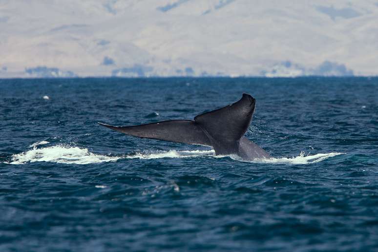 Mistérios sobre o maior animal do planeta, a baleia azul, começam a ser revelados 