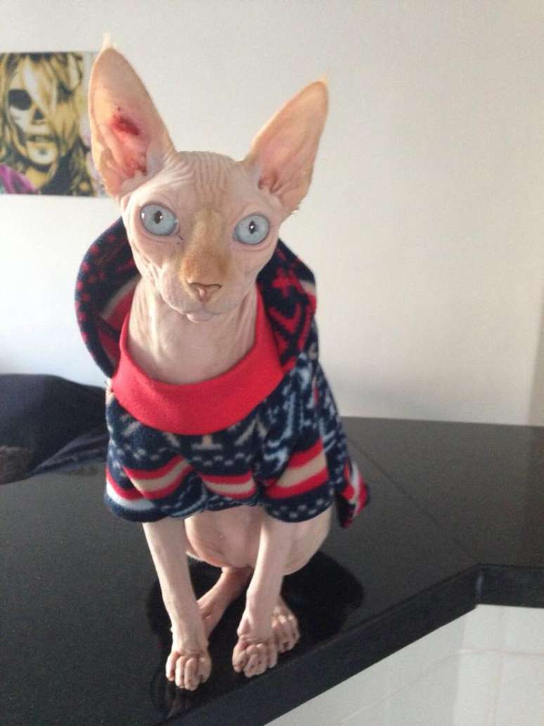 A ra&ccedil;a sphinx &eacute; conhecida por n&atilde;o ter pelos