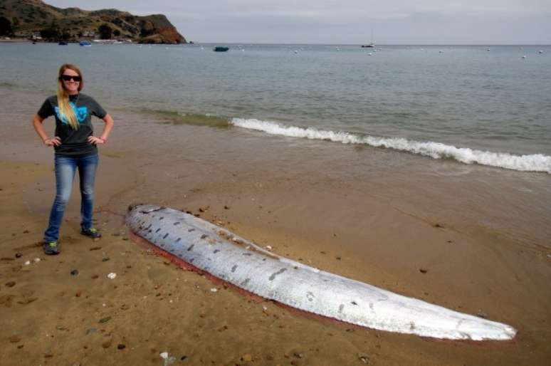 Peixe-remo pode chegar a até 6 metros de comprimento