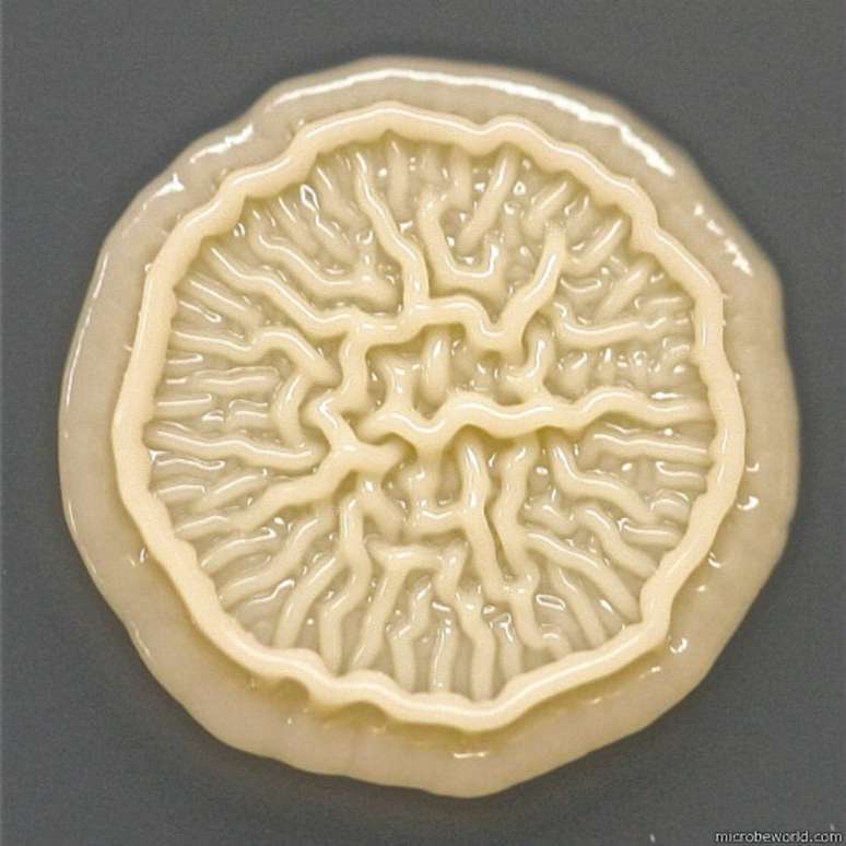 Professora americana criou uma prova gr&aacute;fica da presen&ccedil;a de micr&oacute;bios nas m&atilde;os de seu filho de oito anos