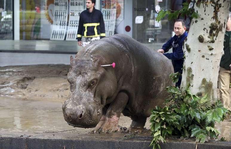 Homem acerta dardo em hipopótamo que fugiu do zoológico