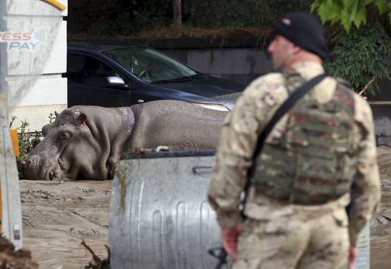 Hipopótamo cai após levar dardo de tranquilizante