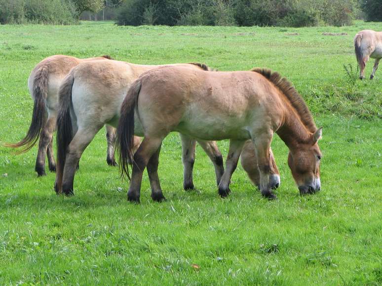 Finlândia quer usar esterco de cavalos para aquecer casas