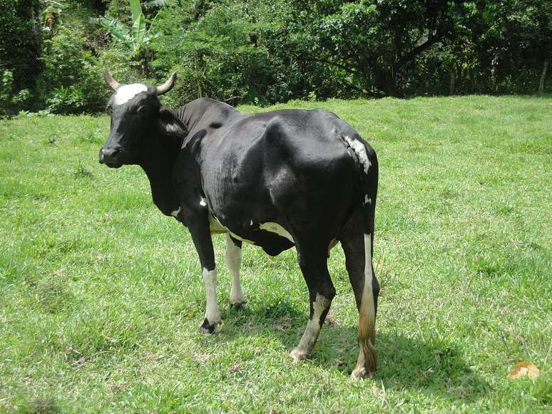 Quenianos oferecem vacas por mão de filha de Obama