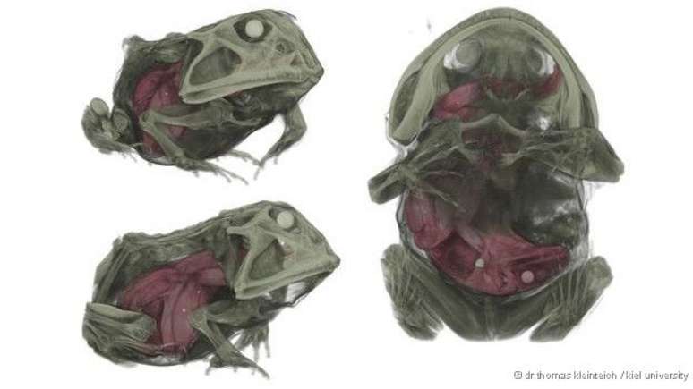 Para cientista, predador pode ter morrido porque presa bloqueou sua respira&ccedil;&atilde;o