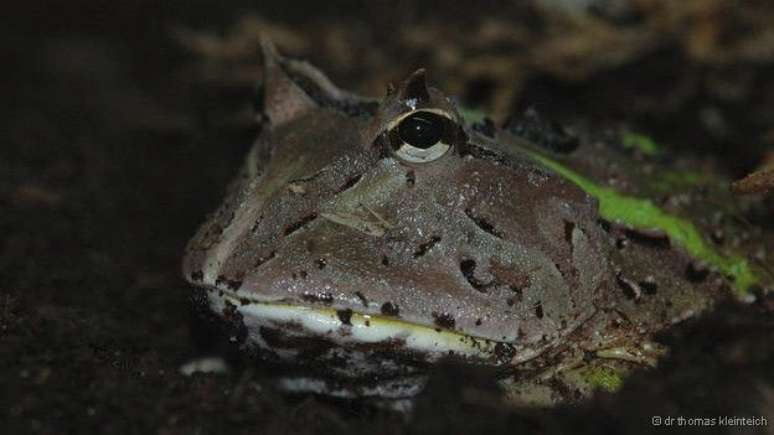 Apelidado de 'Pac-Man', sapo-boi pode comer at&eacute; cobras e roedores