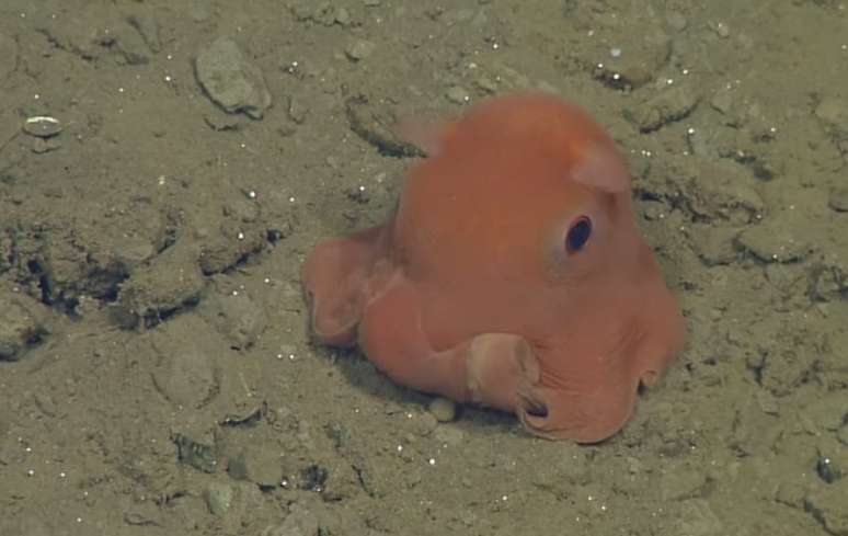 Polvo é do tamanho de um punho humano