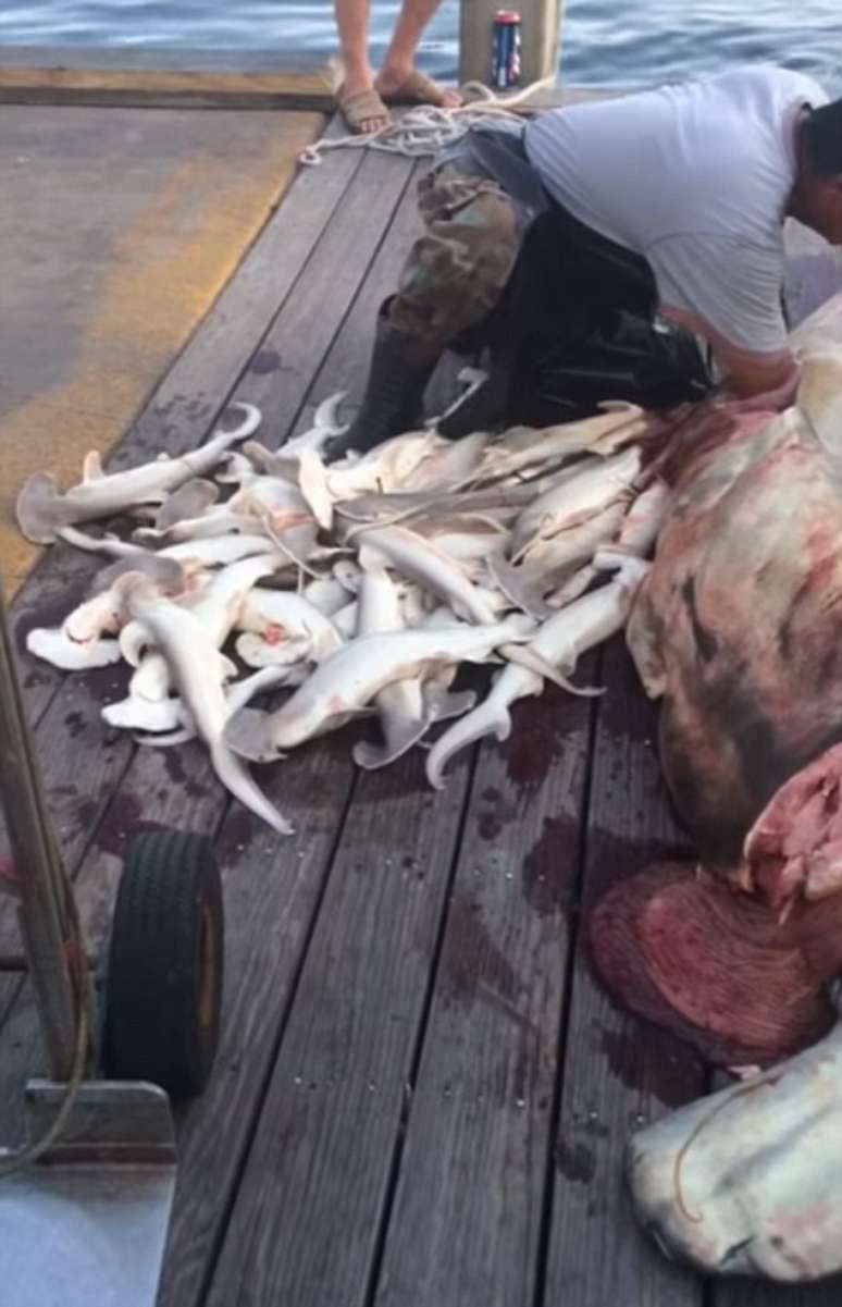 Depois de o tubarão ser morto, o pescador abriu o corpo e encontrou nada menos do que 34 filhotes, também mortos