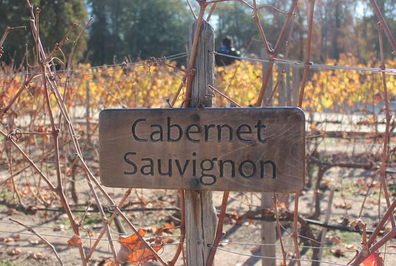 Cabernet Sauvignon: a uva que é o carro-chefe de produção e vendas ao lado da Carmenere