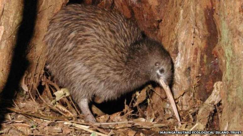 Kiwi, animal símbolo do país, está em risco de extinção