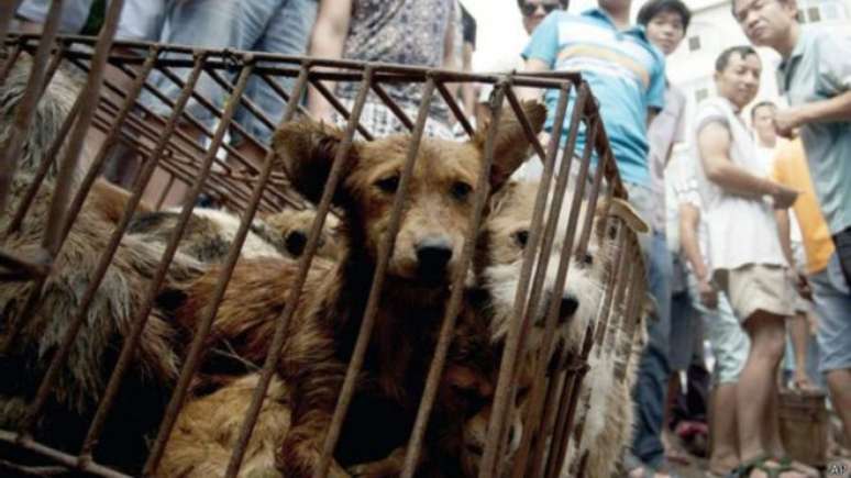 Cães eram vendidos no festival de carne de cachorro em Yulin, na China