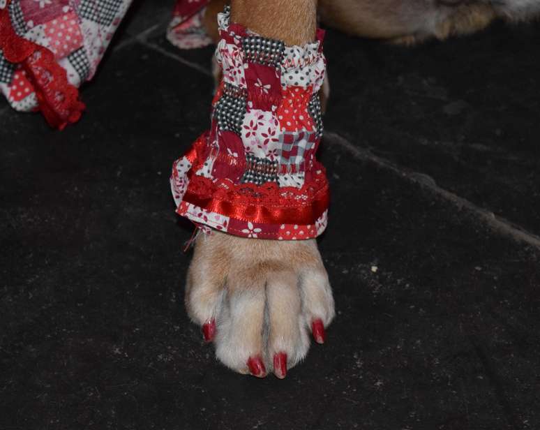 Realizado em Bauru, o Arraiáu dos Pets, reuniu cães vestidos com tema das festas juninas