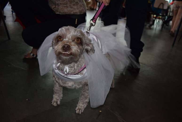 Realizado em Bauru, o Arraiáu dos Pets, reuniu cães vestidos com tema das festas juninas