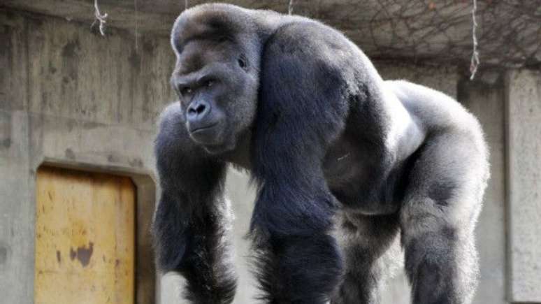 O gorila é mais musculoso que seus companheiros