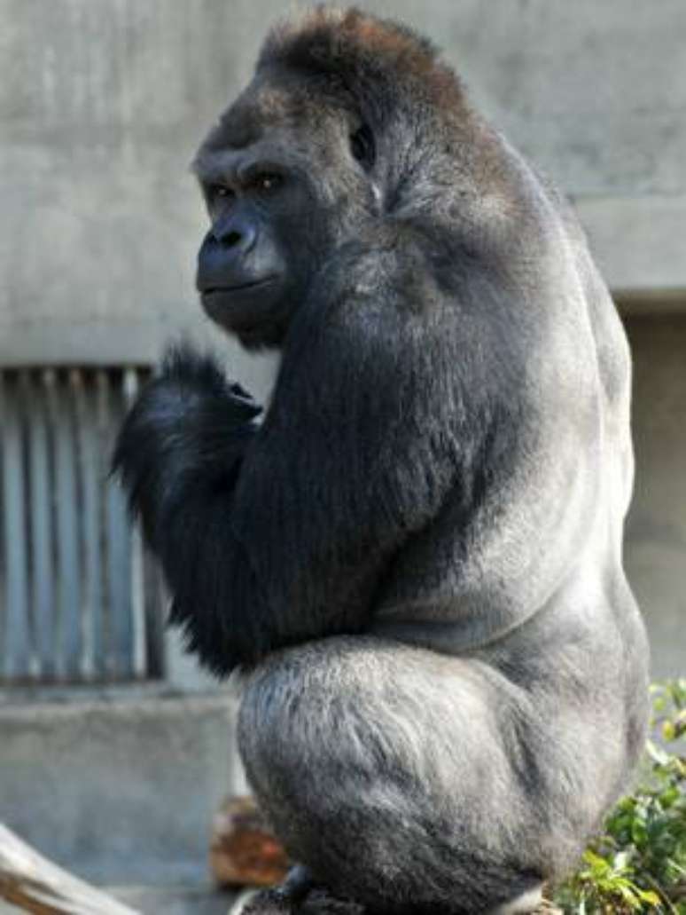 Pai de dois filhotes, Shabani virou objeto de desejo feminino