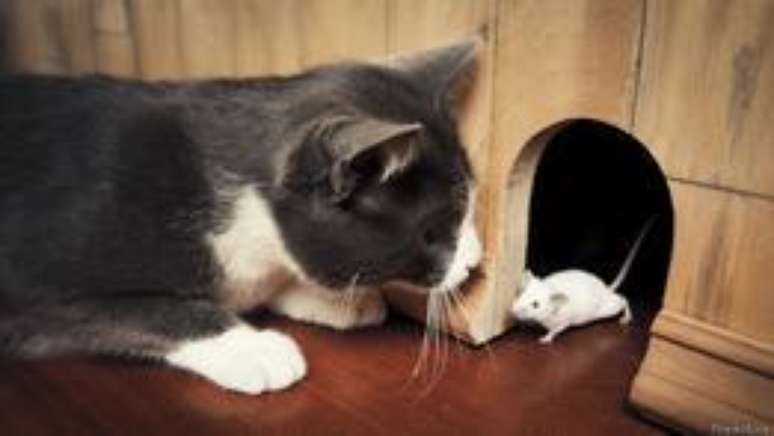 Urina de gatos tem substância que "domestica" os ratos