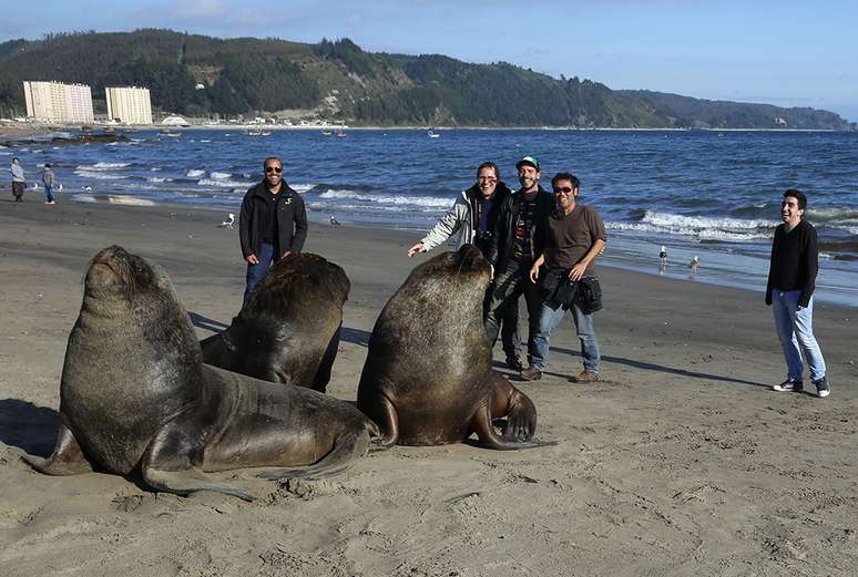 Experiência única da equipe do Terra no litoral sul do Chile: nunca ninguém ali tinha visto um leão marinho solto, na natureza. Quanto mais vários 