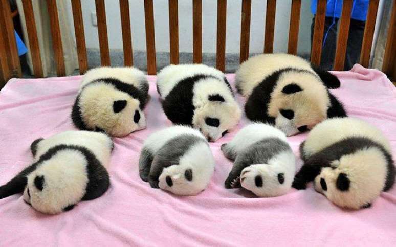 ONG quer evitar extinção do panda