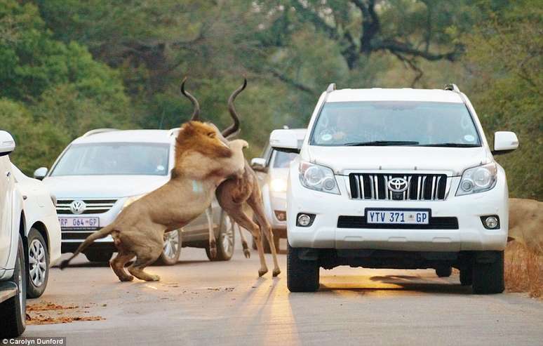 Leões não se incomodaram com os veículos durante o ataque