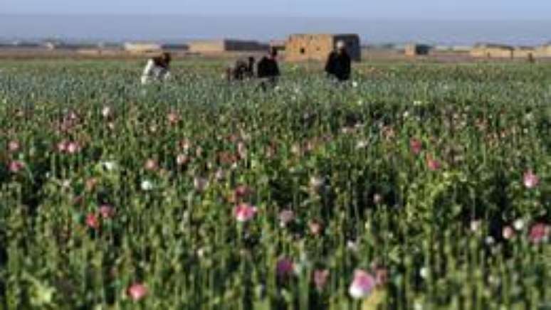 Abundância de ópio em Helmand significa que uso de drogas é um problema real