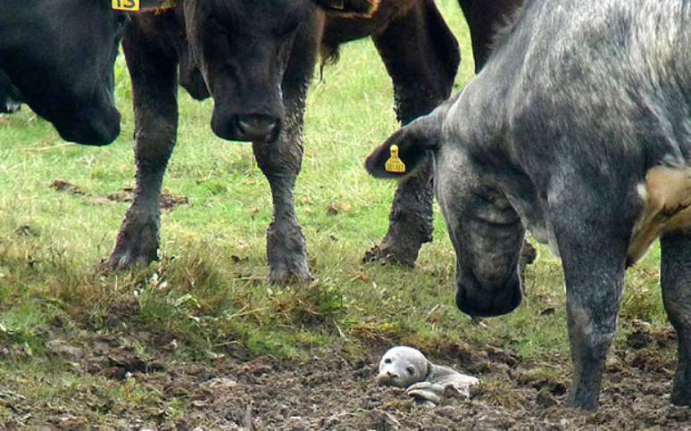 Bebê foca atraiu a curiosidade das vacas