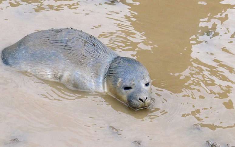 Animal sofria com fome e desidratação