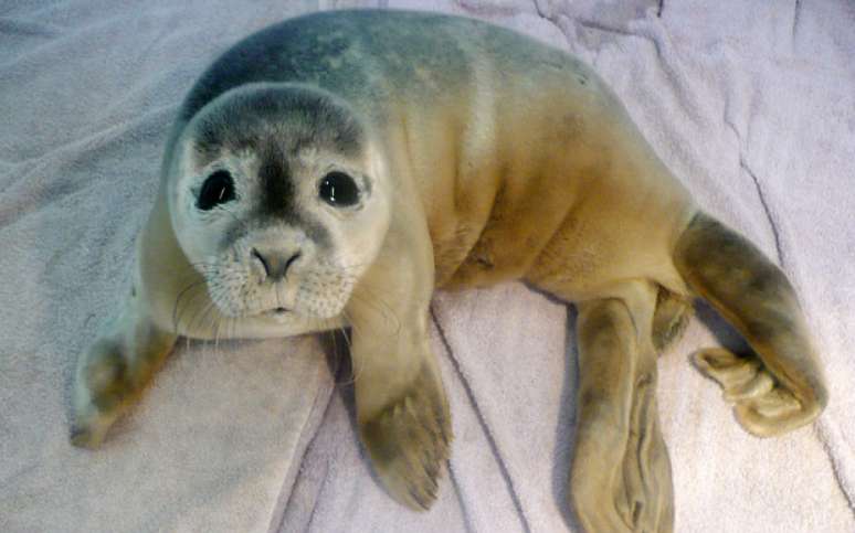 Bebê foca foi resgatado