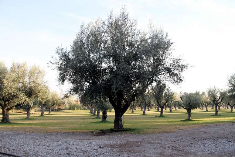 Plantação de oliveiras da Trapiche