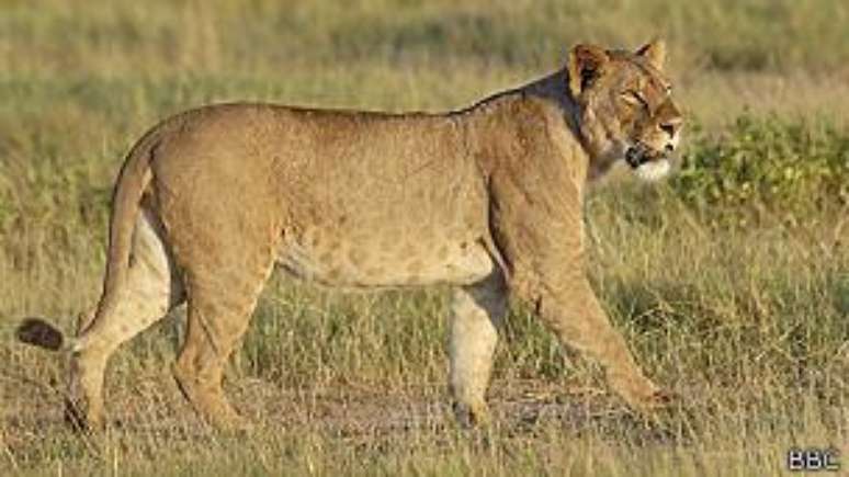 A morte de Cecil abriu debate sobre a permissão para caça de leões em certas áreas.